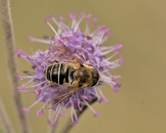 Eristalis nemorum