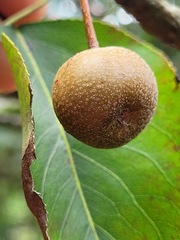 Pyrus pyrifolia