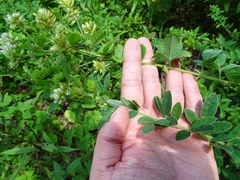 Lespedeza × longifolia