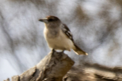 Cracticus nigrogularis