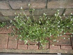 Cochlearia danica