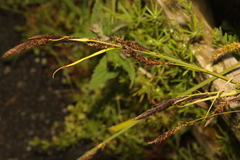 Carex acutiformis
