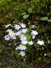Utricularia striatula