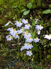 Utricularia striatula