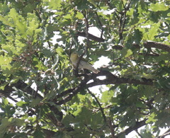 Phylloscopus trochilus