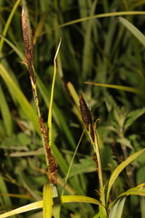 Carex acutiformis