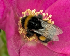 Bombus pratorum