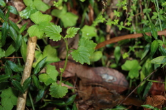 Lobelia trigonocaulis