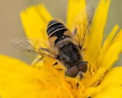 Eristalis nemorum