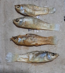 Poecilia latipinna