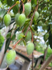 Elaeocarpus grandiflorus
