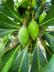 Elaeocarpus grandiflorus