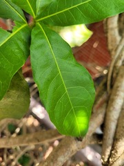 Elaeocarpus grandiflorus