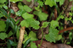 Lobelia trigonocaulis