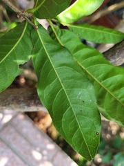 Elaeocarpus grandiflorus