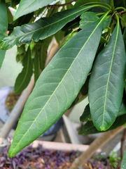 Elaeocarpus grandiflorus