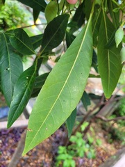 Elaeocarpus grandiflorus