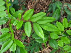 Dalbergia benthamii