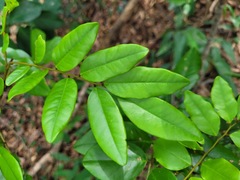 Dalbergia benthamii