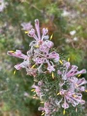 Petrophile serruriae