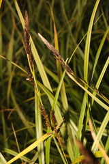Carex acutiformis