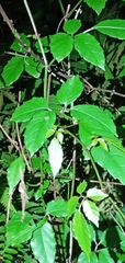 Causonis corniculata