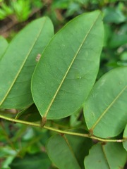 Dalbergia benthamii