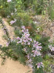 Petrophile serruriae