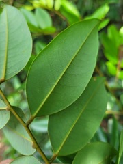 Dalbergia benthamii