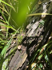 Nidulariaceae