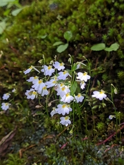 Utricularia striatula