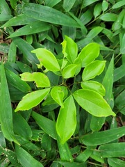 Archidendron lucidum