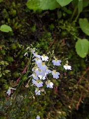 Utricularia striatula