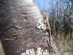 Anolis nebulosus