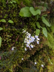 Utricularia striatula