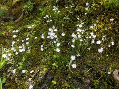 Utricularia striatula