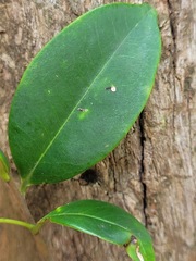 Adinandra formosana