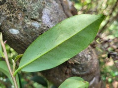 Adinandra formosana