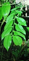 Pothos chinensis