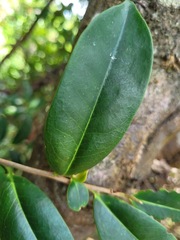 Adinandra formosana