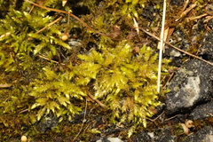 Brachythecium rutabulum