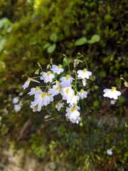 Utricularia striatula