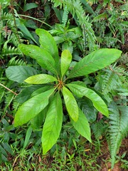 Meliosma rigida