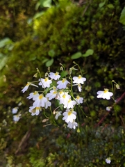 Utricularia striatula
