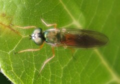 Sargus bipunctatus
