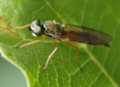 Sargus bipunctatus