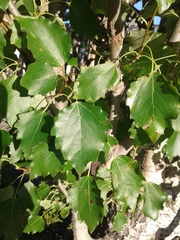 Populus