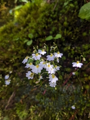Utricularia striatula