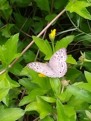 Junonia atlites