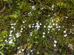 Utricularia striatula